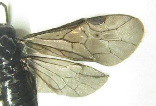Réf. 351 129 : Endelomyia aethiops