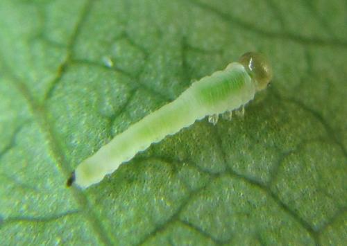 Réf. 351 148 : Endelomyia aethiops