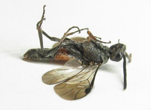 Réf. 351 169 : Pristiphora armata