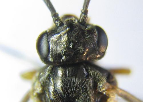 Réf. 351 194 : Pristiphora armata