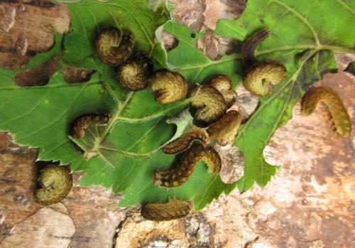 Réf. 351 054 : Tenthredo campestris