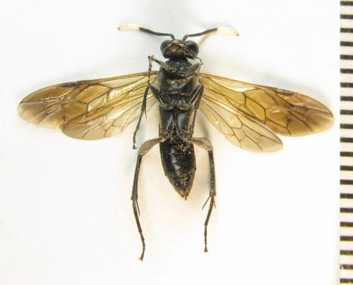Réf. 351 429 : Macrophya infumata
