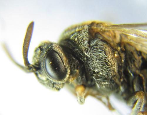 Sterictiphora geminata