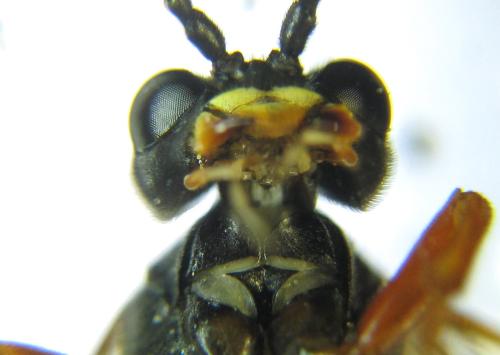 Réf. 351 492 : Tenthredo atra