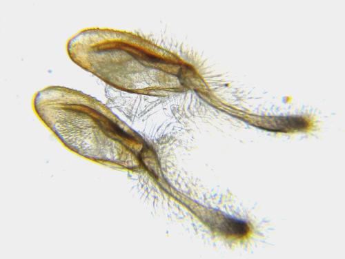 Réf. 351 077 : Siobla sturmii
