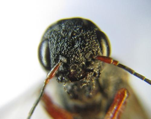 Xiphydria camelus