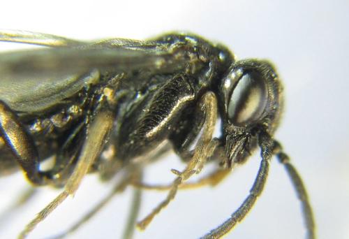 Réf. 351 130 : Endelomyia aethiops