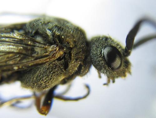 Réf. 351 170 : Pristiphora armata