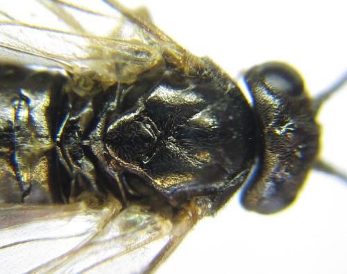 Réf. 351 195 : Pristiphora armata