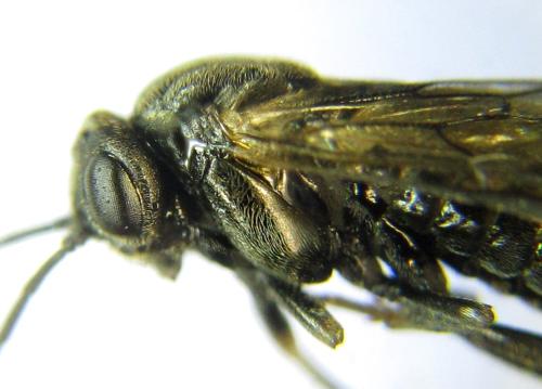 Réf. 351 297 : Pristiphora abbreviata
