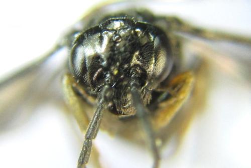 Réf. 351 131 : Endelomyia aethiops
