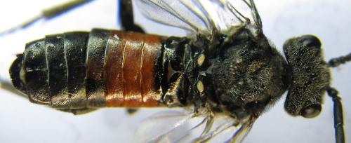 Réf. 351 171 : Pristiphora armata