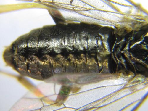 Réf. 351 196 : Pristiphora armata