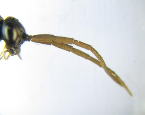 Réf. 351 256 : Pristiphora armata