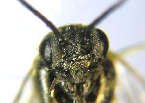 Réf. 351 298 : Pristiphora abbreviata