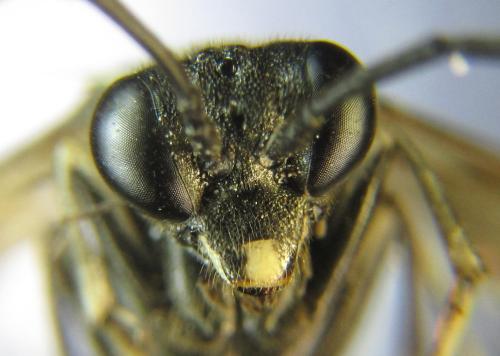 Macrophya infumata