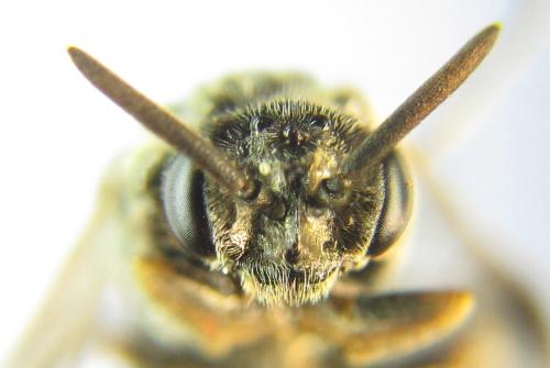 Sterictiphora geminata