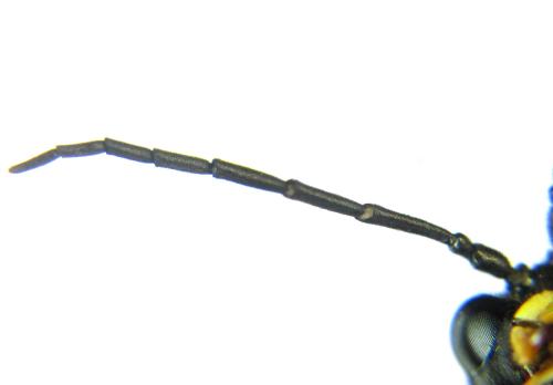 Réf. 351 493 : Tenthredo atra