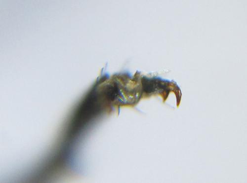 Xiphydria camelus