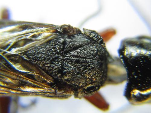 Xiphydria camelus