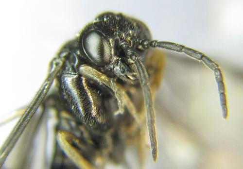 Réf. 351 132 : Endelomyia aethiops