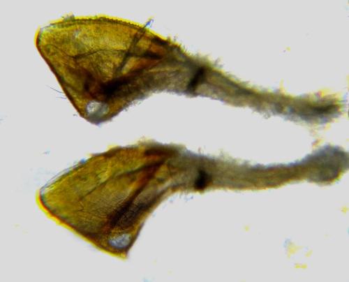 Réf. 351 172 : Pristiphora armata