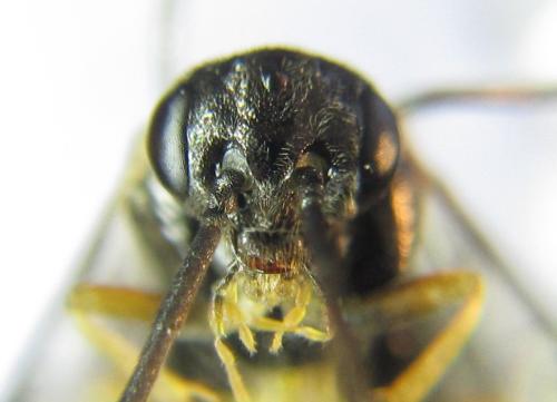 Réf. 351 197 : Pristiphora armata