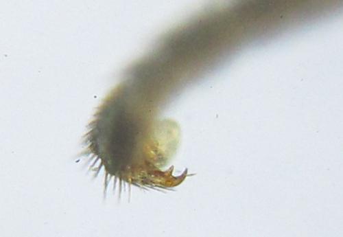 Réf. 351 257 : Pristiphora armata
