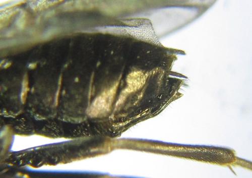 Réf. 351 299 : Pristiphora abbreviata