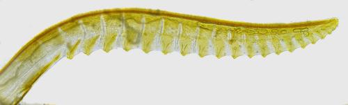 Réf. 351 431 : Macrophya infumata