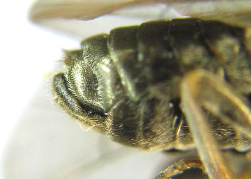 Sterictiphora geminata