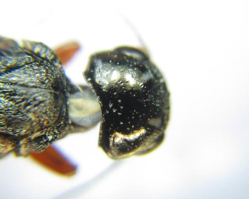 Xiphydria camelus
