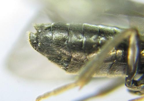 Réf. 351 133 : Endelomyia aethiops