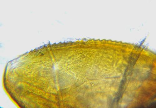 Réf. 351 173 : Pristiphora armata