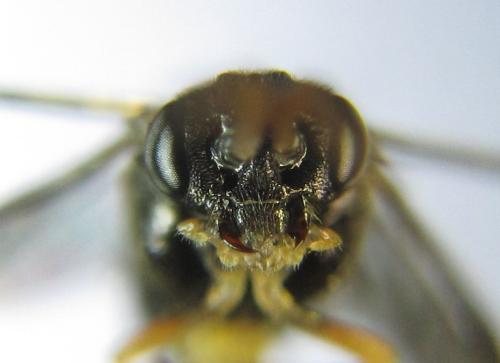 Réf. 351 258 : Pristiphora armata