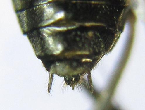 Réf. 351 300 : Pristiphora abbreviata