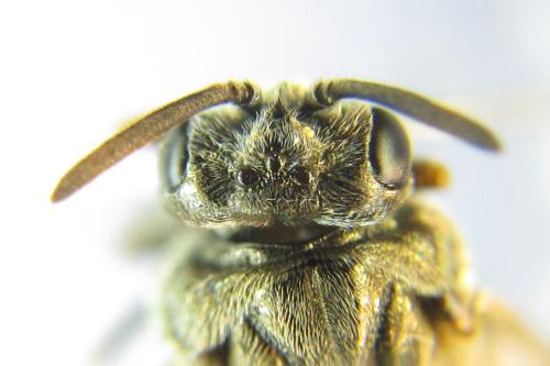 Sterictiphora geminata