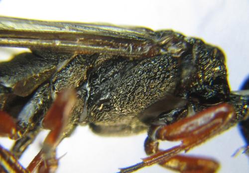 Xiphydria camelus