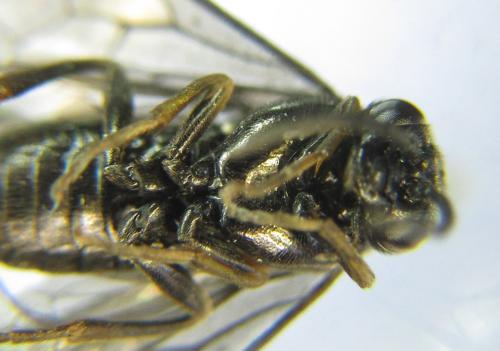 Réf. 351 134 : Endelomyia aethiops