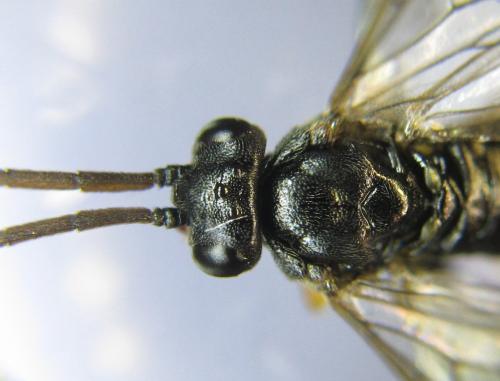 Réf. 351 259 : Pristiphora armata