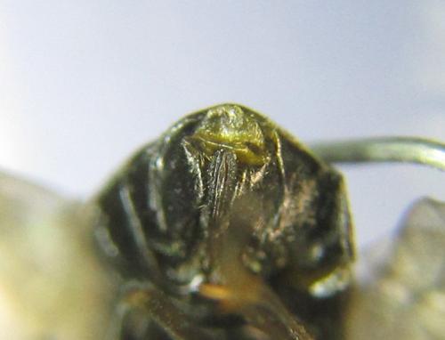 Réf. 351 301 : Pristiphora abbreviata