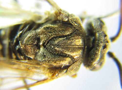 Sterictiphora geminata