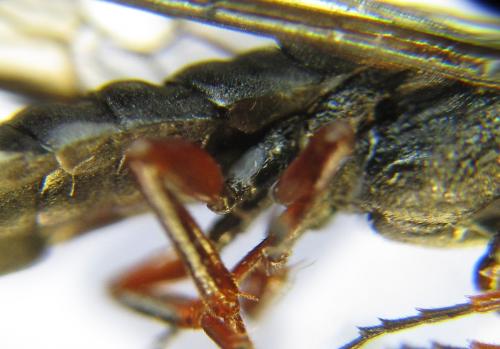 Xiphydria camelus
