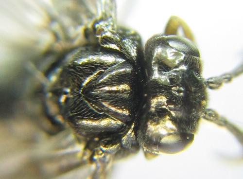 Réf. 351 135 : Endelomyia aethiops