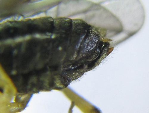 Réf. 351 200 : Pristiphora armata