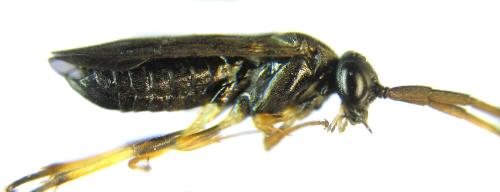 Réf. 351 260 : Pristiphora armata