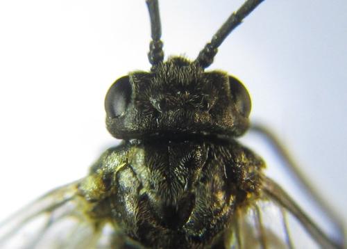 Réf. 351 302 : Pristiphora abbreviata