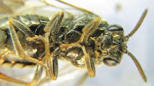 Sterictiphora geminata
