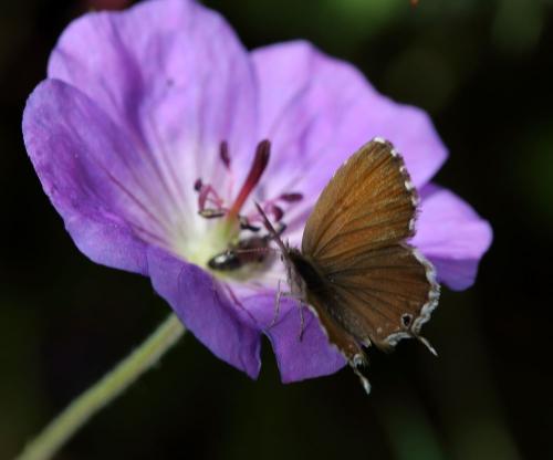 Réf. 351 887 : Cacyreus marshalli