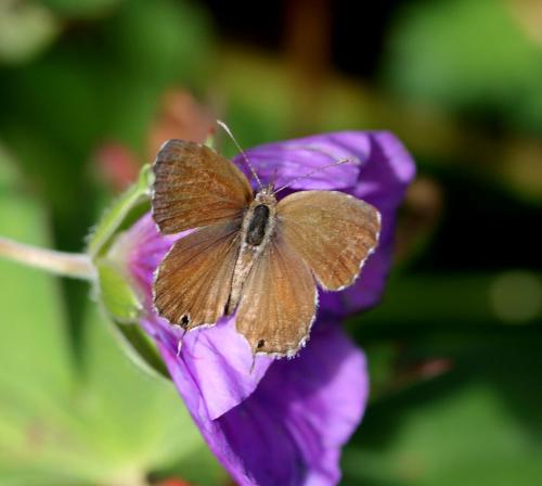 Réf. 351 888 : Cacyreus marshalli
